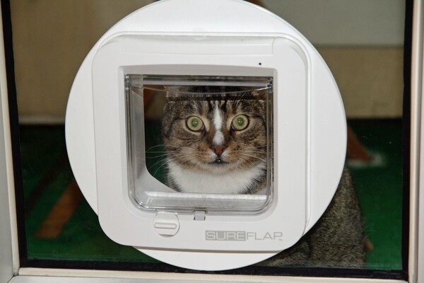 Un chat gris derrière une chatière isolante.